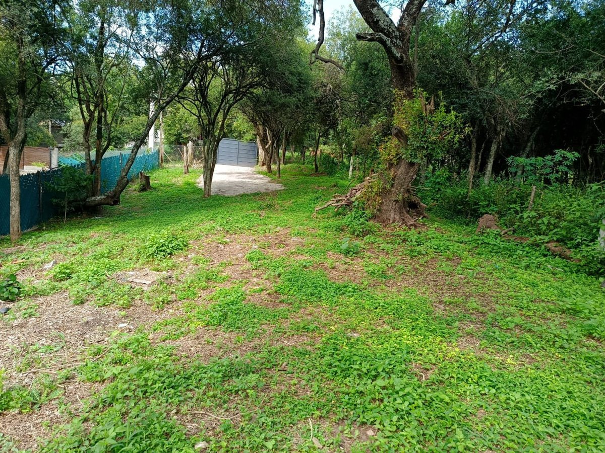Terreno Parquizado Arboles Cesped