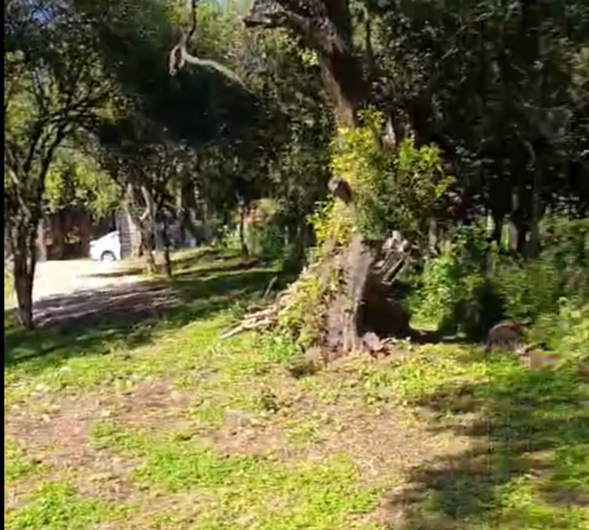 Arbol Autoctono Entorno Serrano